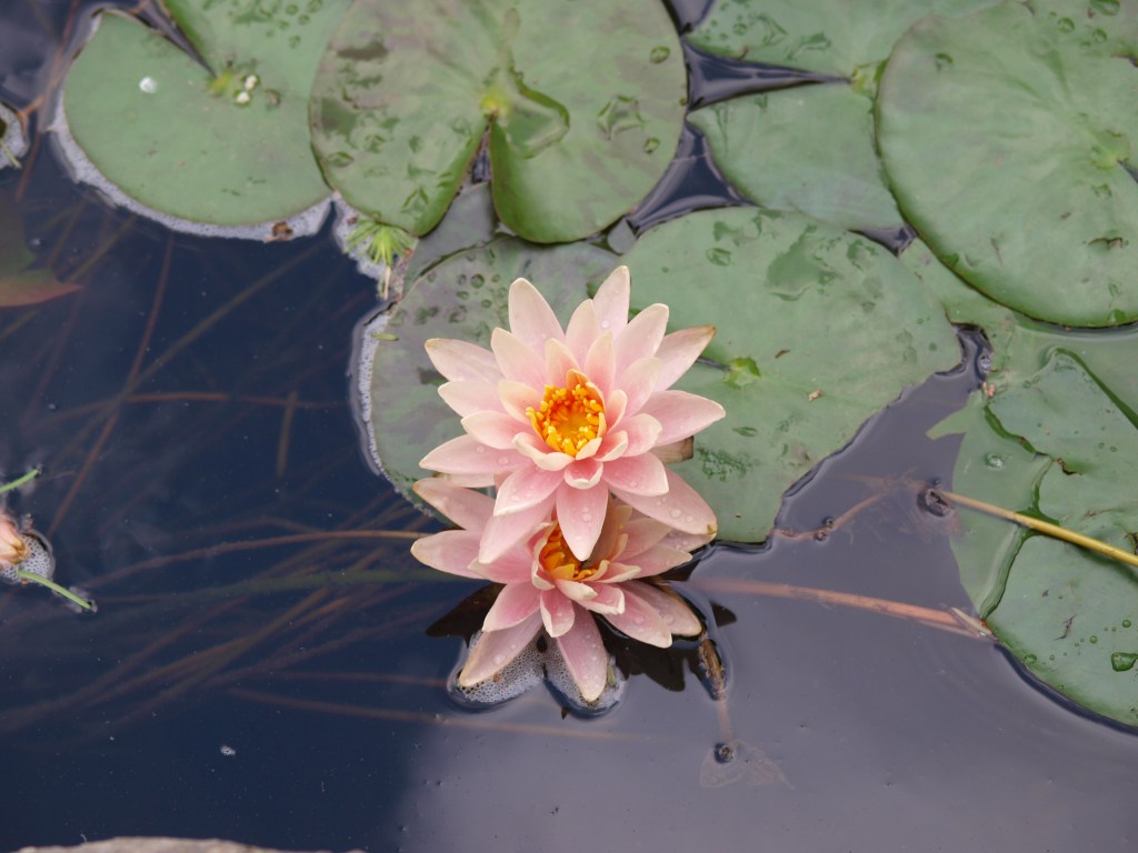 What You Focus on&nbsp;Grows